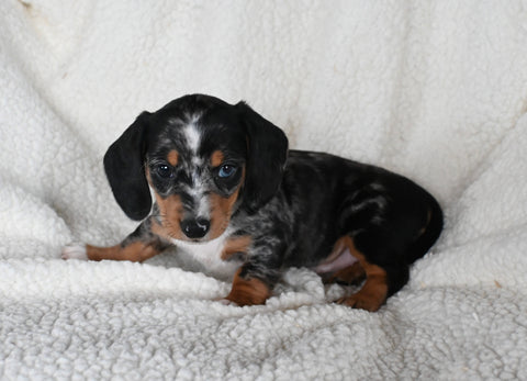 ACA Registered Dachshund For Sale Fredericksburg OH Female-Star