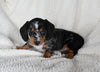 ACA Registered Dachshund For Sale Fredericksburg OH Female-Star