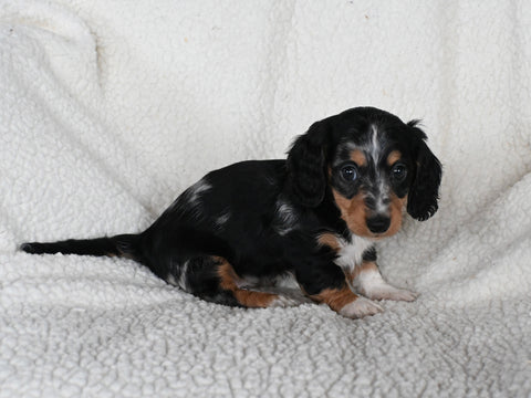 ACA Registered Dachshund For Sale Fredericksburg OH Male-Dasher