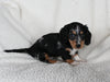 ACA Registered Dachshund For Sale Fredericksburg OH Male-Dasher