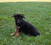 AKC Registered German Shepherd For Sale Millersburg OH Female-Muffin