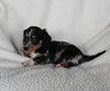 ACA Registered Dachshund For Sale Fredericksburg OH Male-Dasher