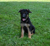 AKC Registered German Shepherd For Sale Millersburg OH Female-Muffin
