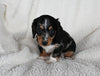 ACA Registered Dachshund For Sale Fredericksburg OH Male-Dasher