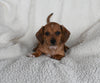 ACA Registered Dachshund For Sale Fredericksburg OH Female-Caramel