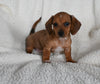 ACA Registered Dachshund For Sale Fredericksburg OH Female-Caramel
