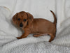 ACA Registered Dachshund For Sale Fredericksburg OH Female-Noelle