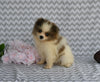 ACA Registered Pomeranian For Sale Baltic OH Male-Toby