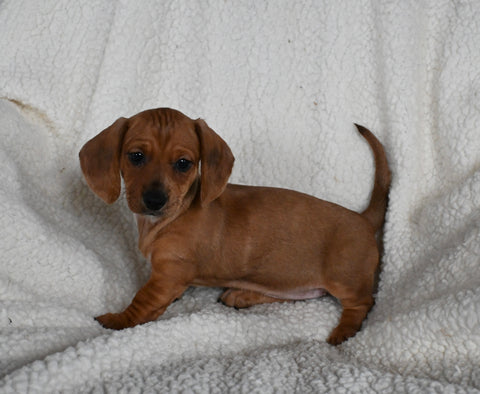 ACA Registered Dachshund For Sale Fredericksburg OH Female-Noelle