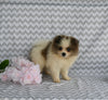 ACA Registered Pomeranian For Sale Baltic OH Male-Toby