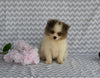 ACA Registered Pomeranian For Sale Baltic OH Male-Toby