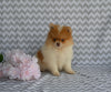 ACA Registered Pomeranian For Sale Baltic OH Female-Julie