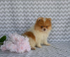 ACA Registered Pomeranian For Sale Baltic OH Female-Julie