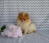 ACA Registered Pomeranian For Sale Baltic OH Female-Julie