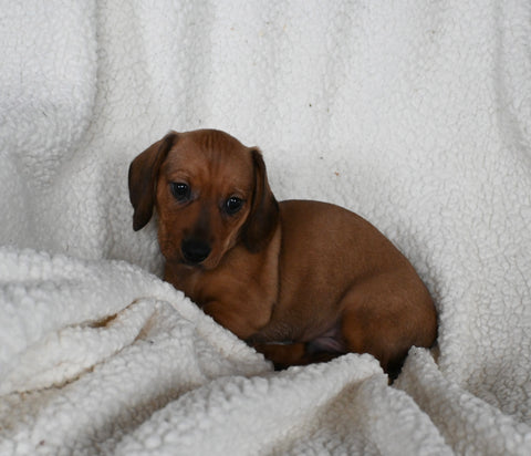 ACA Registered Dachshund For Sale Fredericksburg OH Male-Rudolph
