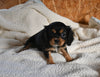 AKC Registered Cavalier KCS For Sale Wooster OH Female-Belle