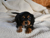 AKC Registered Cavalier KCS For Sale Wooster OH Female-Belle