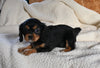 AKC Registered Cavalier KCS For Sale Wooster OH Female-Belle