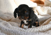 AKC Registered Cavalier KCS For Sale Wooster OH Male-King