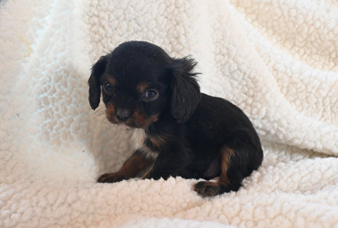 AKC Registered Cavalier KCS For Sale Wooster OH Male-King