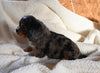AKC Registered Cavalier KCS For Sale Wooster OH Male-Nick