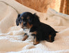 AKC Registered Cavalier KCS For Sale Wooster OH Male-Juniper