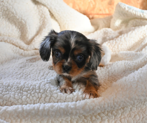 AKC Registered Cavalier KCS For Sale Wooster OH Male-Rufus