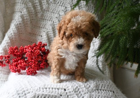 Cavapoo For Sale Millersburg OH Male-Snickers