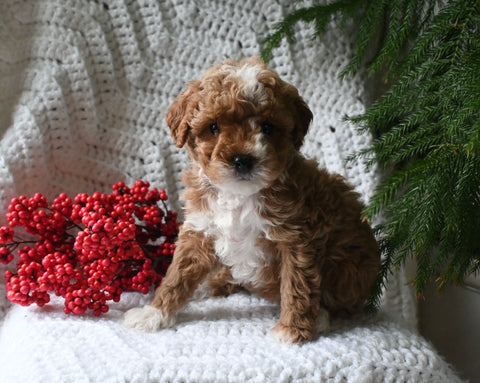 Cavapoo For Sale Millersburg OH Female-Kitkat