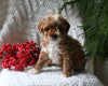 Cavapoo For Sale Millersburg OH Female-Kitkat