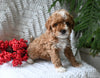 Cavapoo For Sale Millersburg OH Female-Kitkat