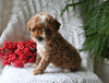 Cavapoo For Sale Millersburg OH Female-Kitkat