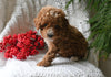 Cavapoo For Sale Millersburg OH Male-Reese