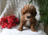 Cavapoo For Sale Millersburg OH Male-Reese