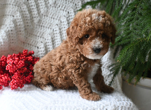 Cavapoo For Sale Millersburg OH Male-Reese