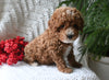 Cavapoo For Sale Millersburg OH Male-Reese