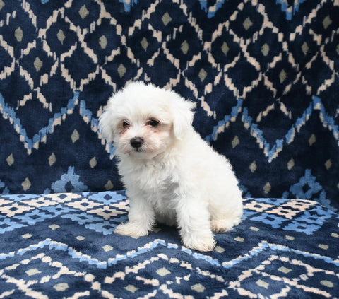 ACA Registered Maltese For Sale Applecreek OH Male-Maverick