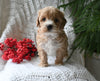 Cavapoo For Sale Millersburg OH Female-Carmello