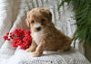 Cavapoo For Sale Millersburg OH Female-Carmello