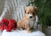 Cavapoo For Sale Millersburg OH Female-Carmello