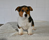 AKC Registered Welsh Corgi For Sale Millersburg OH Male-Chip