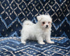 ACA Registered Maltese For Sale Applecreek OH Female-Bella