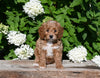F1B Cavapoo For Sale Millersburg OH Female-Penny