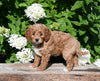 F1B Cavapoo For Sale Millersburg OH Female-Penny