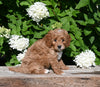 F1B Cavapoo For Sale Millersburg OH Female-Penny
