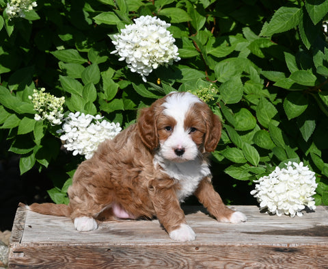 F1B Cavapoo For Sale Millersburg OH Male-Pokie