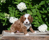 F1B Cavapoo For Sale Millersburg OH Male-Pokie