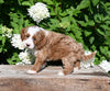 F1B Cavapoo For Sale Millersburg OH Male-Pokie