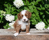 F1B Cavapoo For Sale Millersburg OH Male-Pokie