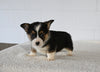 AKC Registered Welsh Corgi For Sale Millersburg OH Female-Alice